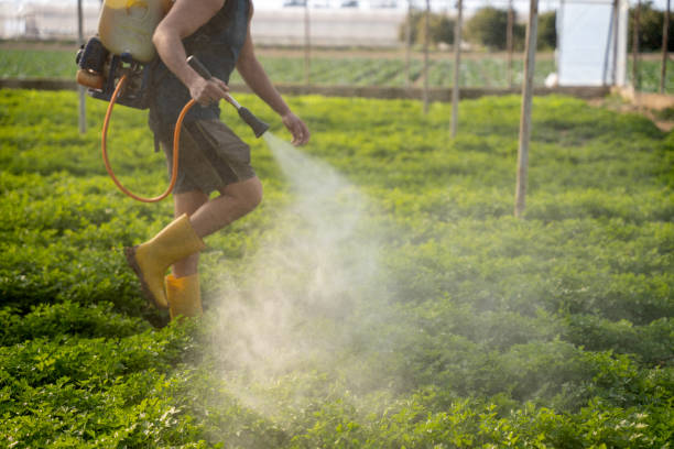 Best Affordable Pest Control Services  in Independent Hill, VA