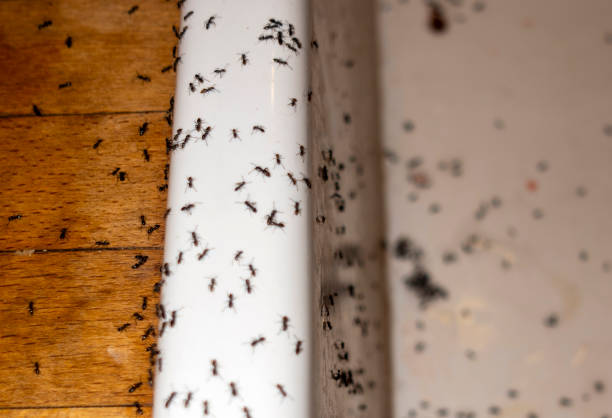 Pest Control Cost in Independent Hill, VA