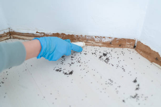Best Exterminator Services  in Independent Hill, VA