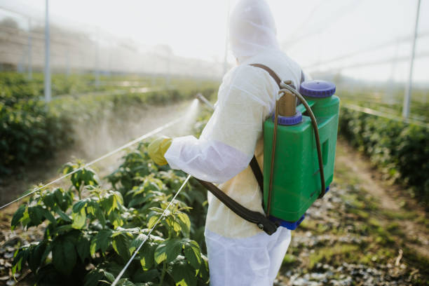 Best Affordable Pest Control Services  in Independent Hill, VA